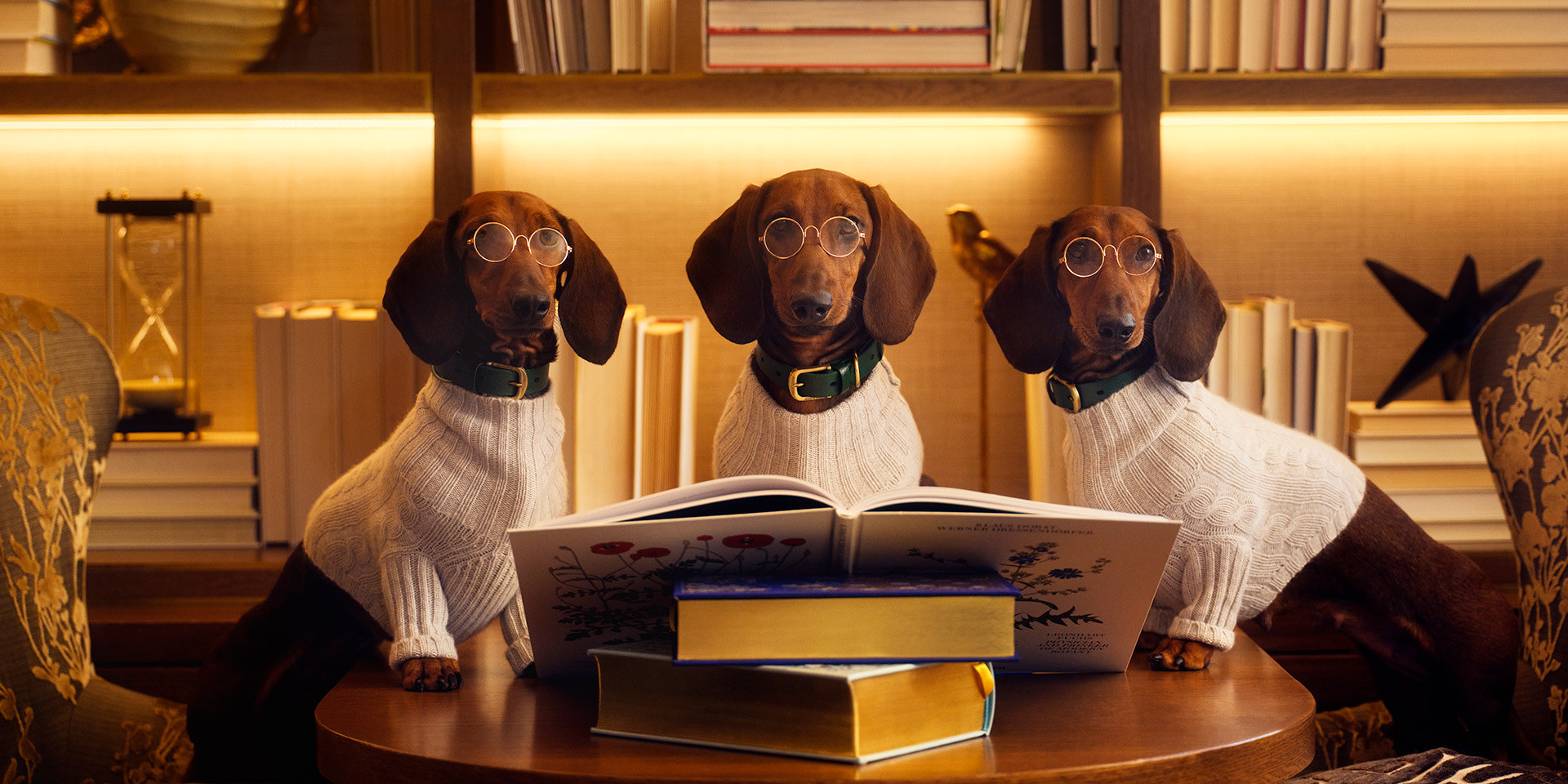 dogs at the resort