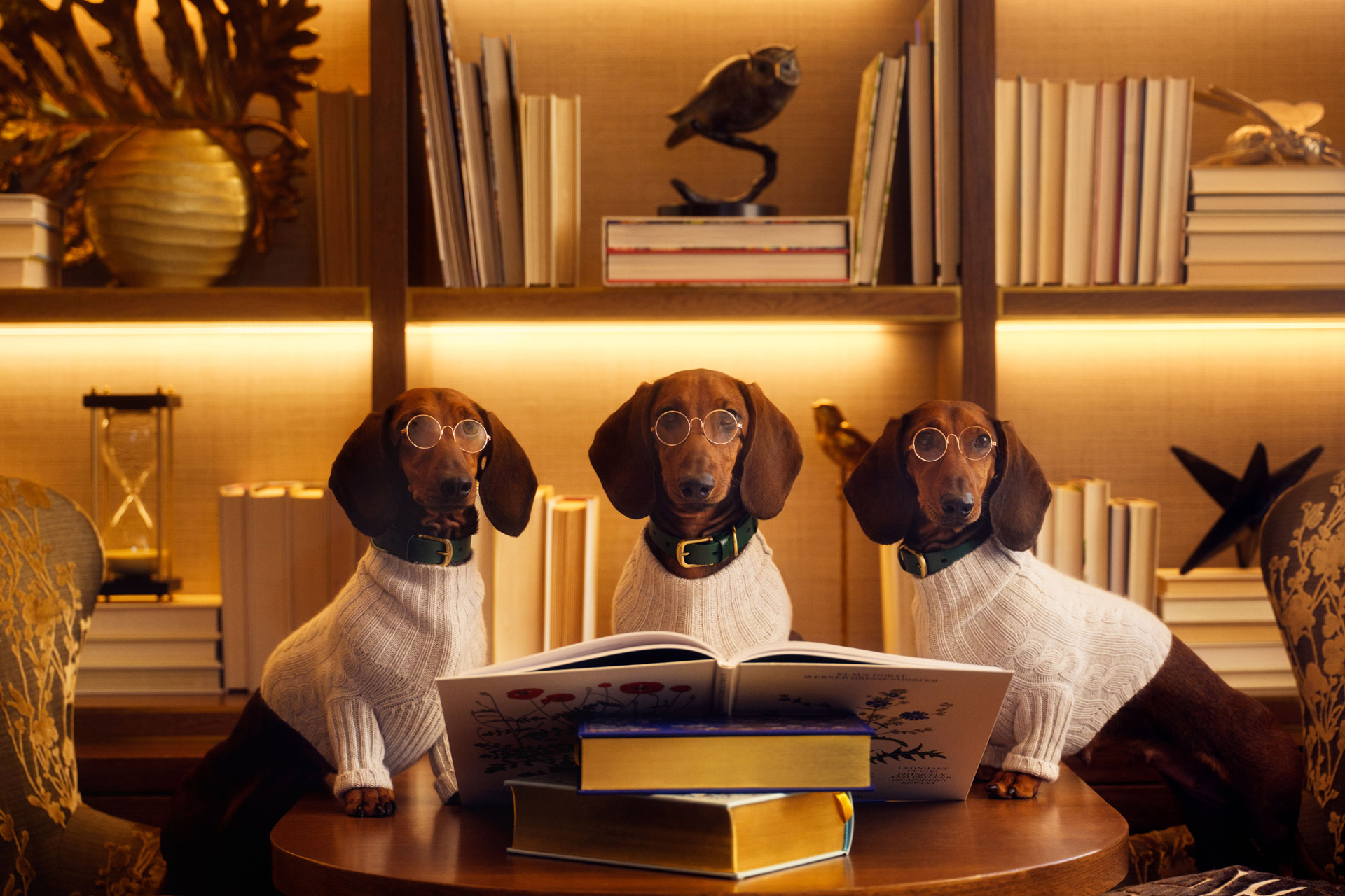 Open gallery overlay: image of three dachshunds wearing white sweaters